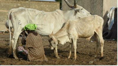  Au Sénégal, l'élevage reste une affaire de famille où chacun tient son rôle. La traite est celui des femmes. RFI / François-Damien Bourgery 