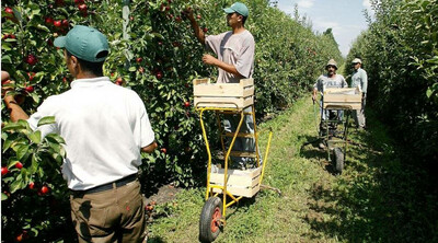 Des saisonniers marocains cueillent des pommes sur l'exploitation d'un arboriculteur des Bouches-du-Rhône à Eygalières, en juillet 2022. Crédit : AFP