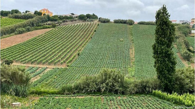 L'agriculture portugaise est en pleine expansion . Crédit : Jochen Faget/DW