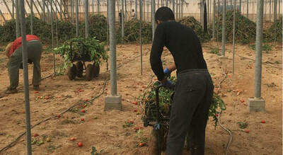 De très nombreux travailleurs étrangers travaillent dans le secteur agricole en Espagne. Crédit : InfoMigrants