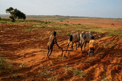 Des enfants labourent un champ près de Maroalomainty, dans le sud de Madagascar, le 2 mai 2021. OCHA / VIA REUTERS